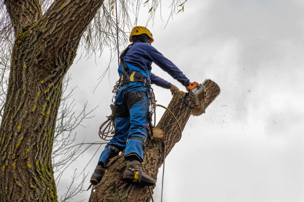 Bangor, PA Tree Care  Company