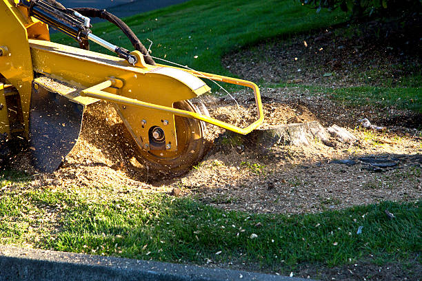 How Our Tree Care Process Works  in  Bangor, PA